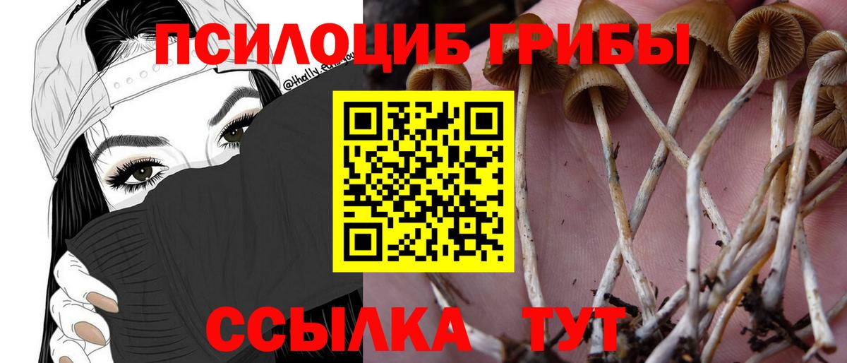 Кузнецк  купить   Псилоцибиновые грибы MAGIC MUSHROOMS  Вход с VPN  Псилоцибиновые грибы прущие грибы 
